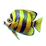 Colorful Fish 3